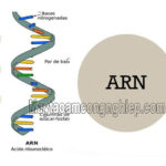 ARN là gì? Quá trình phiên mã tổng hợp ARN như thế nào?