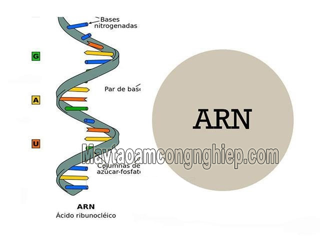 ARN là gì? Quá trình phiên mã tổng hợp ARN như thế nào?