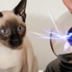 Mơ thấy mèo báo hiệu điềm lành hay điềm dữ?