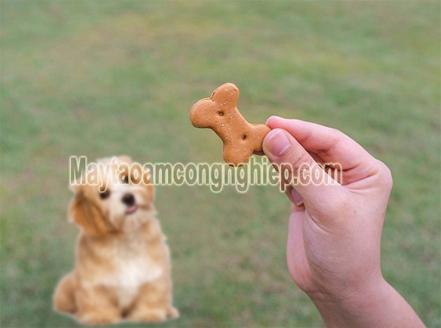 Các chú Poodle đều rất yêu thích món bánh quy handmade