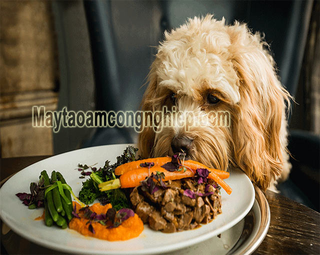 Cách nấu đồ ăn cho chó Poodle cung cấp đầy đủ dưỡng chất cho cún phát triển