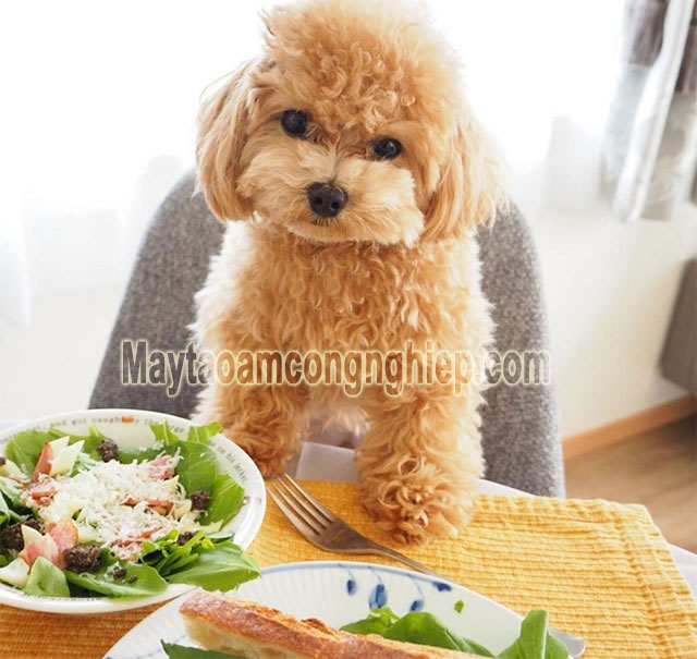 Tự chuẩn bị đồ ăn cho chó Poodle mang lại nhiều lợi ích hơn bạn nghĩ
