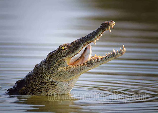 Cá sấu ở sông Nile có kích thước rất lớn