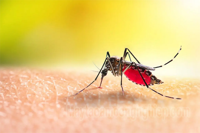Nguyên nhân gây ra bệnh sốt xuất huyết là muỗi vằn