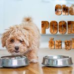 Chó Poodle ăn gì để khỏe mạnh? Những thức ăn của người mà chó Poodle có thể và không nên ăn