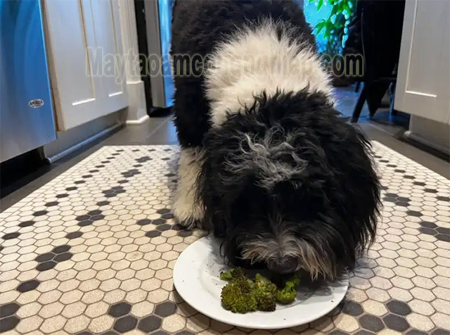 Ăn bông cải xanh tốt cho chó poodle