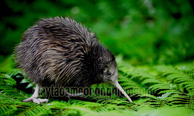 Ở  New Zealand còn có 1 loại chim không biết bay cũng tên là kiwi
