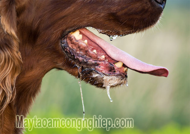 Tùy vào nồng độ độc trong bả chó mà thú cưng có những biểu hiện khác nhau