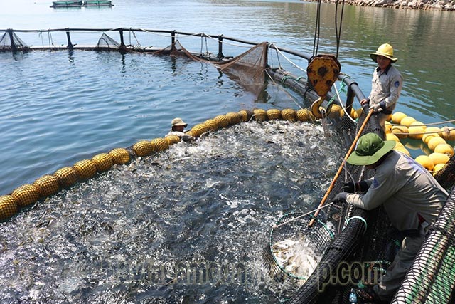 Có lợi ích tích cực cho nuôi trồng thủy hải sản vùng ven biển, cửa sông