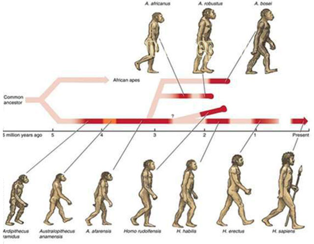 Sơ đồ tiến hóa của loài người theo giai đoạn
