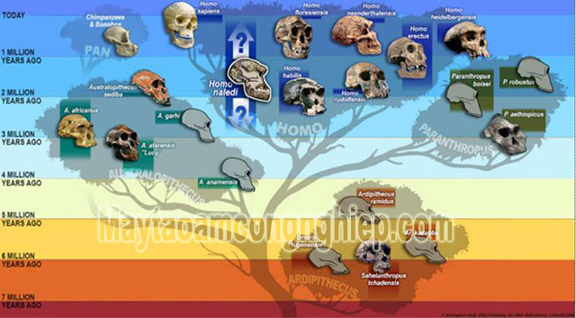 Sơ đồ tiến hóa của loài người theo phân tích mẫu hộp sọ