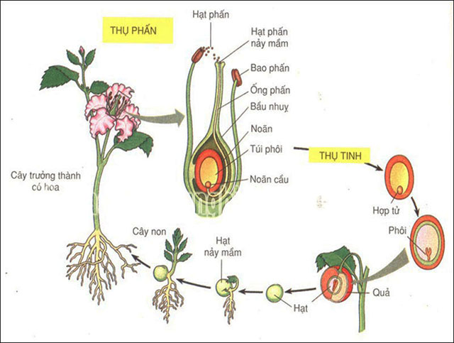 Giai đoạn sinh sản của thực vật hạt kín