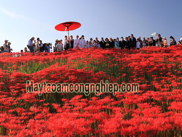 Hoa bỉ ngạn nở đỏ vùng Kanto, tỉnh Saitama, Nhật Bản