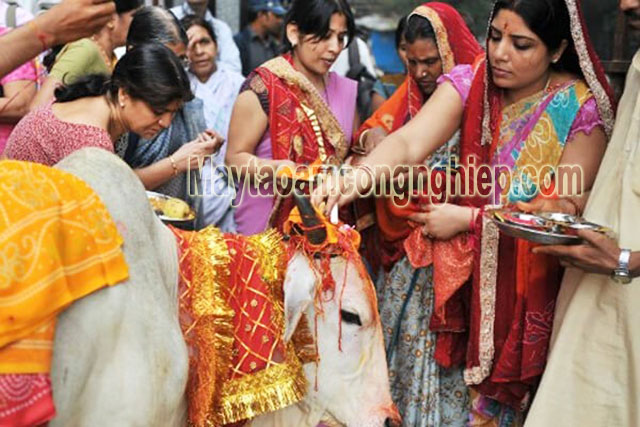 Hình ảnh con bò trong văn hóa Ấn Độ