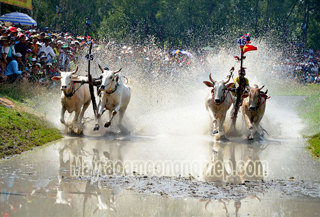 Lễ hội đua bò Bảy Núi sôi động ở An Giang