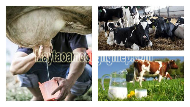 Những con bò Hà Lan cung cấp sữa số 1 thế giới