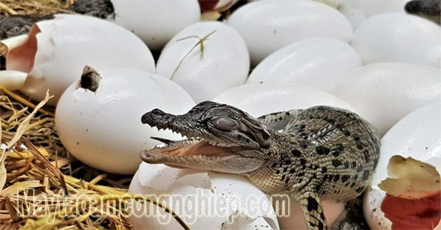 Cá sấu đẻ trứng