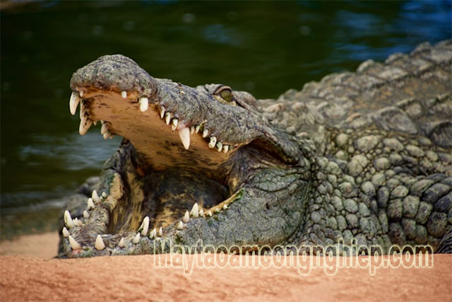 Cá sấu có thể nín thở trong một giờ