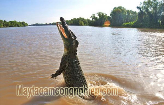 Cá sấu là loài bò sát lớn nhất Trái đất