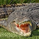 Cá sấu đẻ trứng hay đẻ con? 8 sự thật về cá sấu