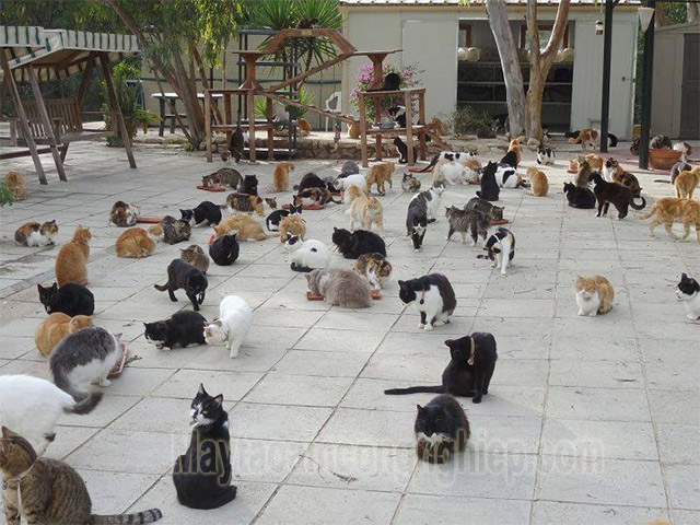 Tại Síp rất nhiều mèo